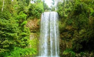 Tropical Forests in Our Daily Lives